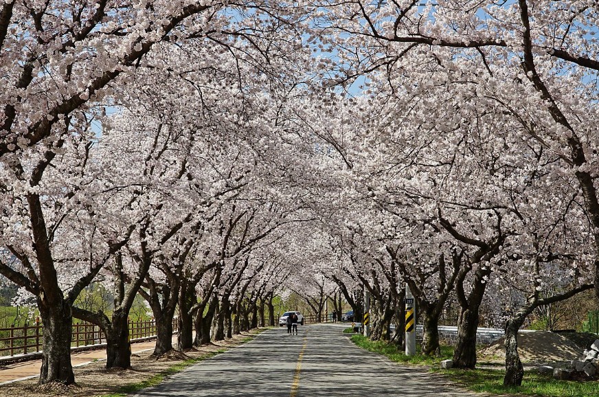 경주 보문단지 벚꽃터널 이미지