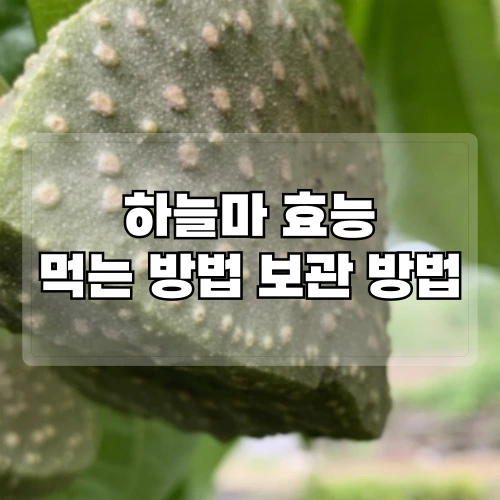 하늘마-효능-하늘마-먹는-방법-보관-방법