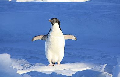 세계 펭귄의 날