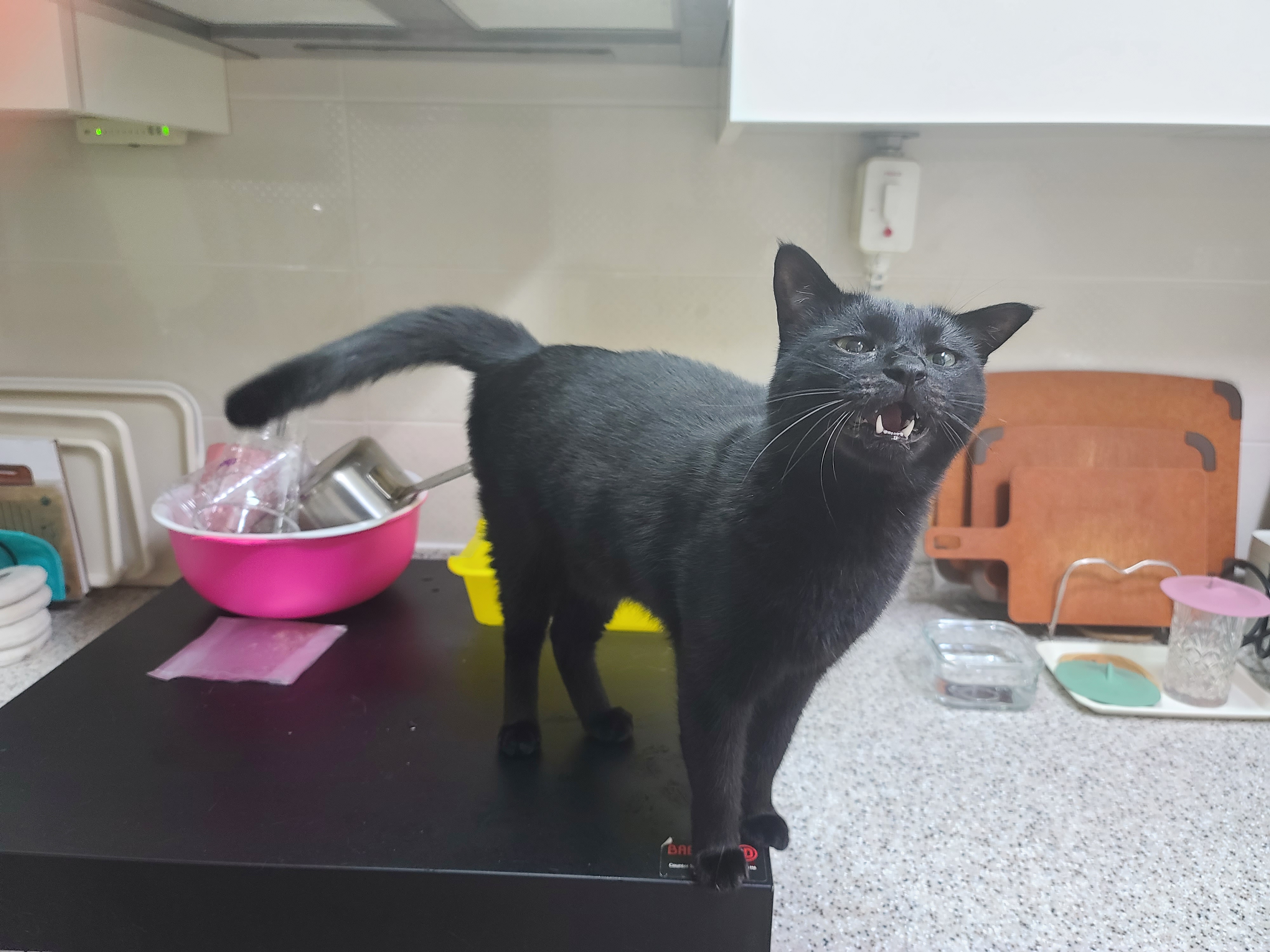 까만_전기렌지_뚜껑_위에서_냐앙~_하고_울고_있는_올블랙고양이_평화주의냥_건이