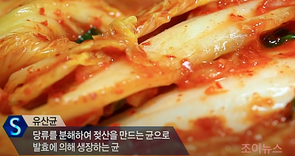김치의 유산균이란?_ytn사이언스유튜브