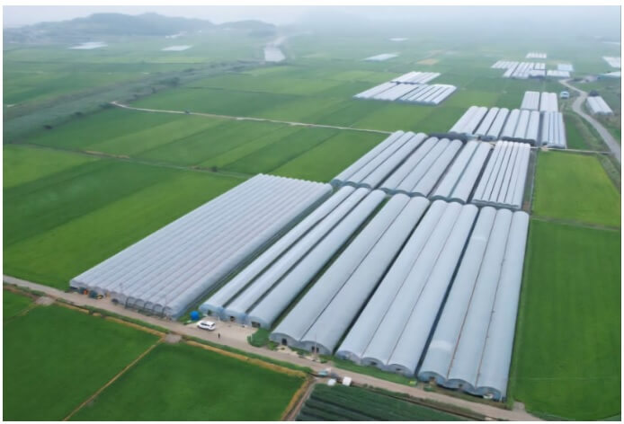 생생정보 2350회 수확의 달인 톡톡 터지는 매력 무화과 행복한 무화과 주문하기