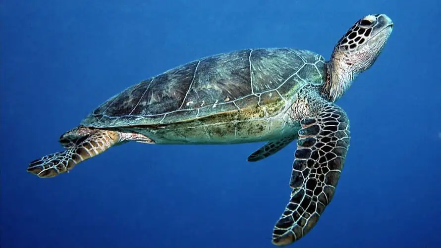 [파충류 백과] 바다거북 Chelonia mydas