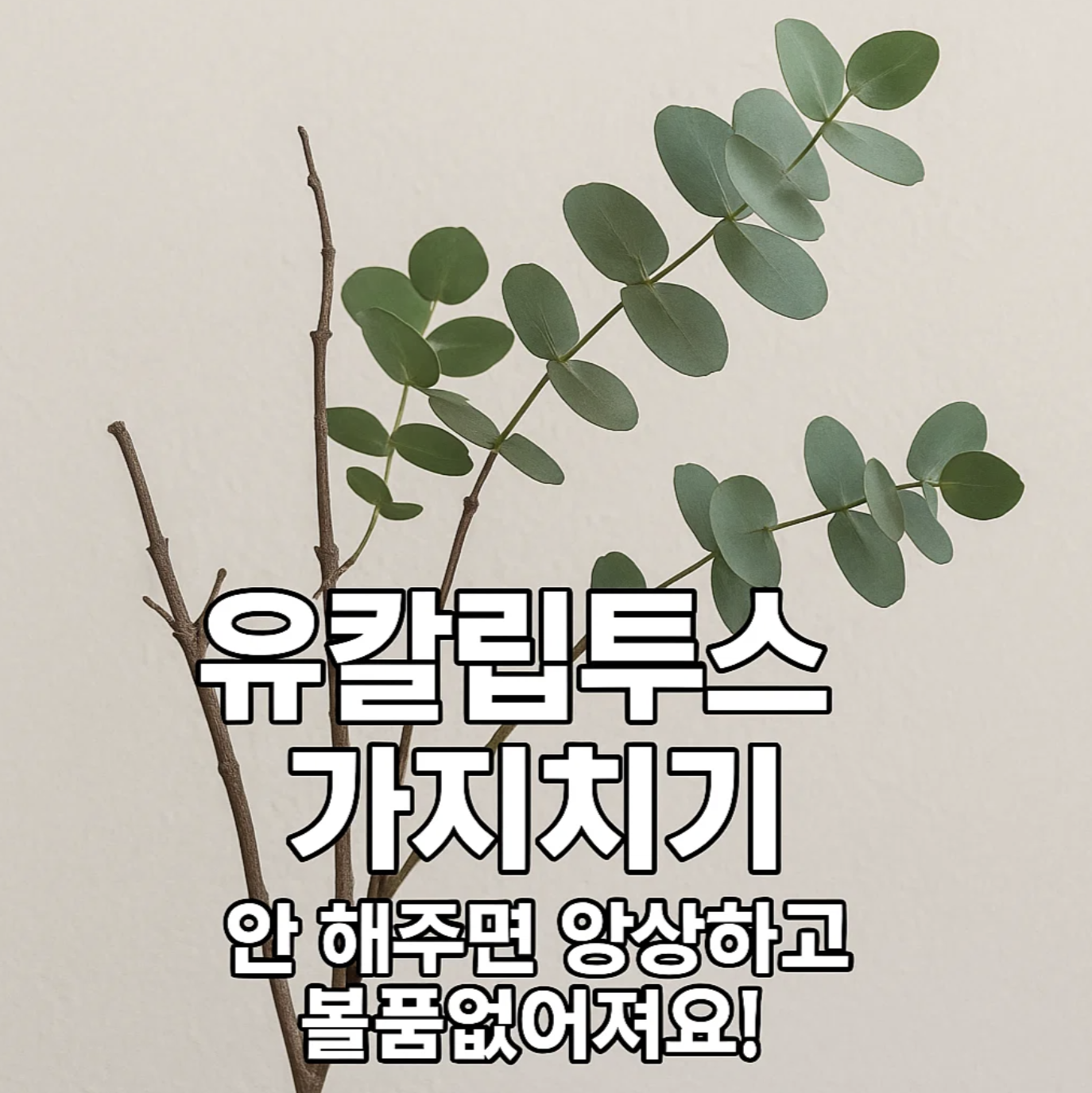 유칼립투스 가지치기, 안 해주면 앙상하고 볼품없어져요!