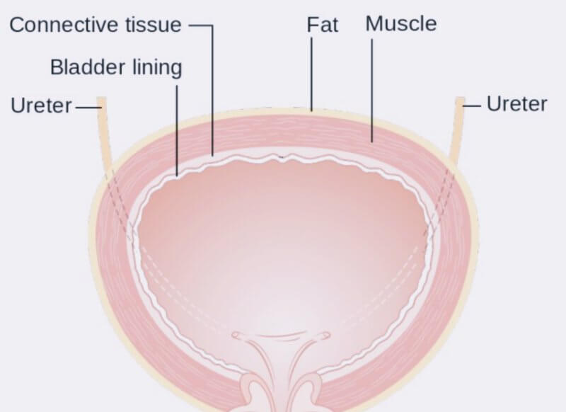 방광-내부-명칭-설명