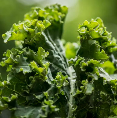 케일 효능과 부작용 고르는법 칼로리