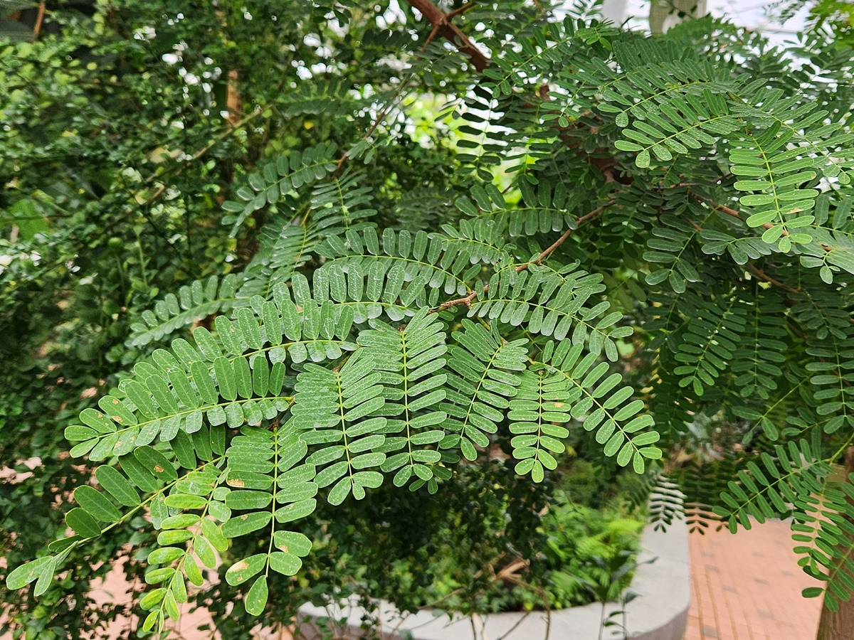 타마린드 Tamarind