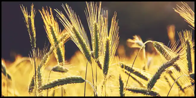 파로 곡물 효능 및 부작용과 먹는 법