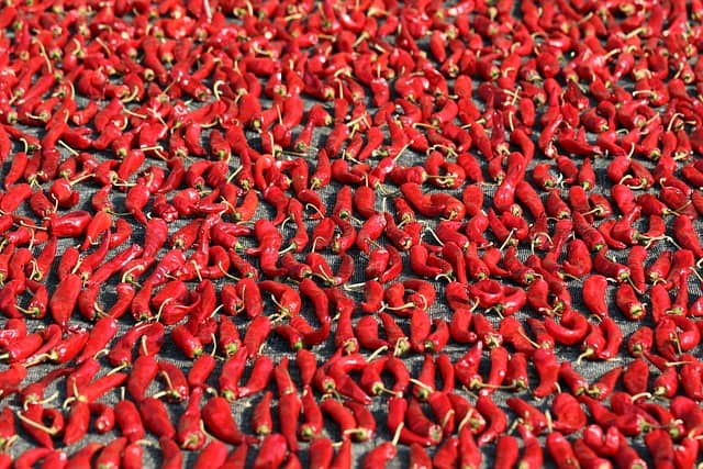 외국인이 경험한 한국의 음식 문화와 매운맛 도전기