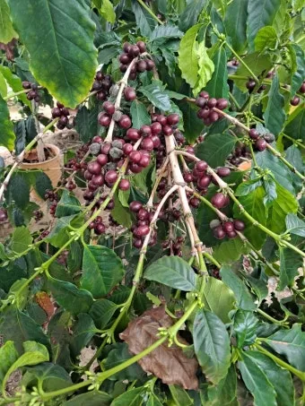 체리나무 재배법 건강한 과일 나무 키우기_23