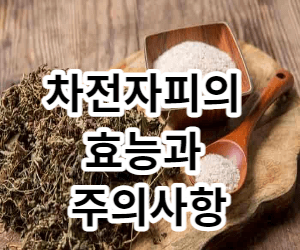 차전자피