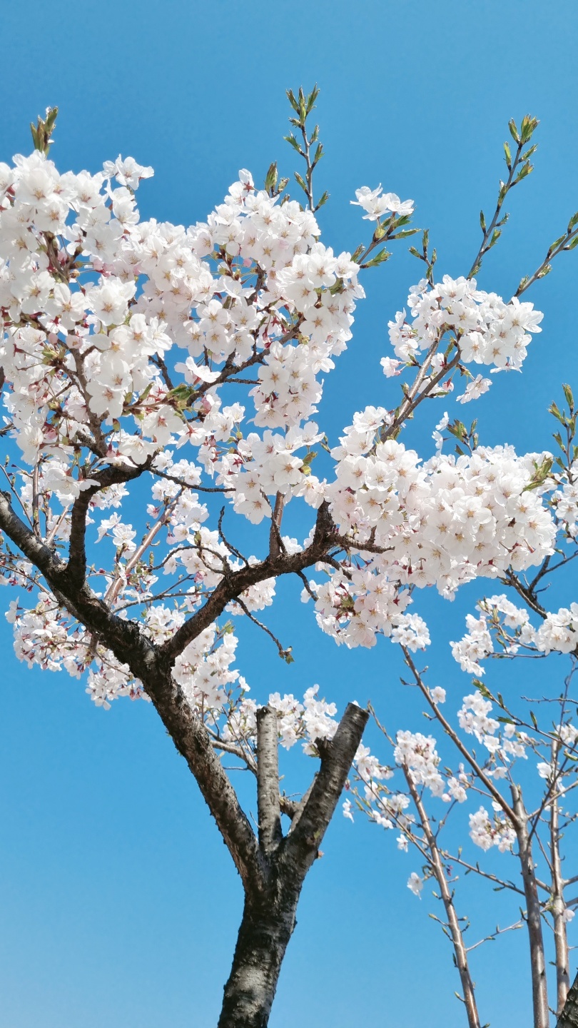 만개한 벚꽃 24년도