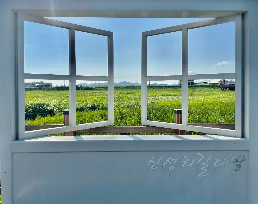 신성리 갈대밭