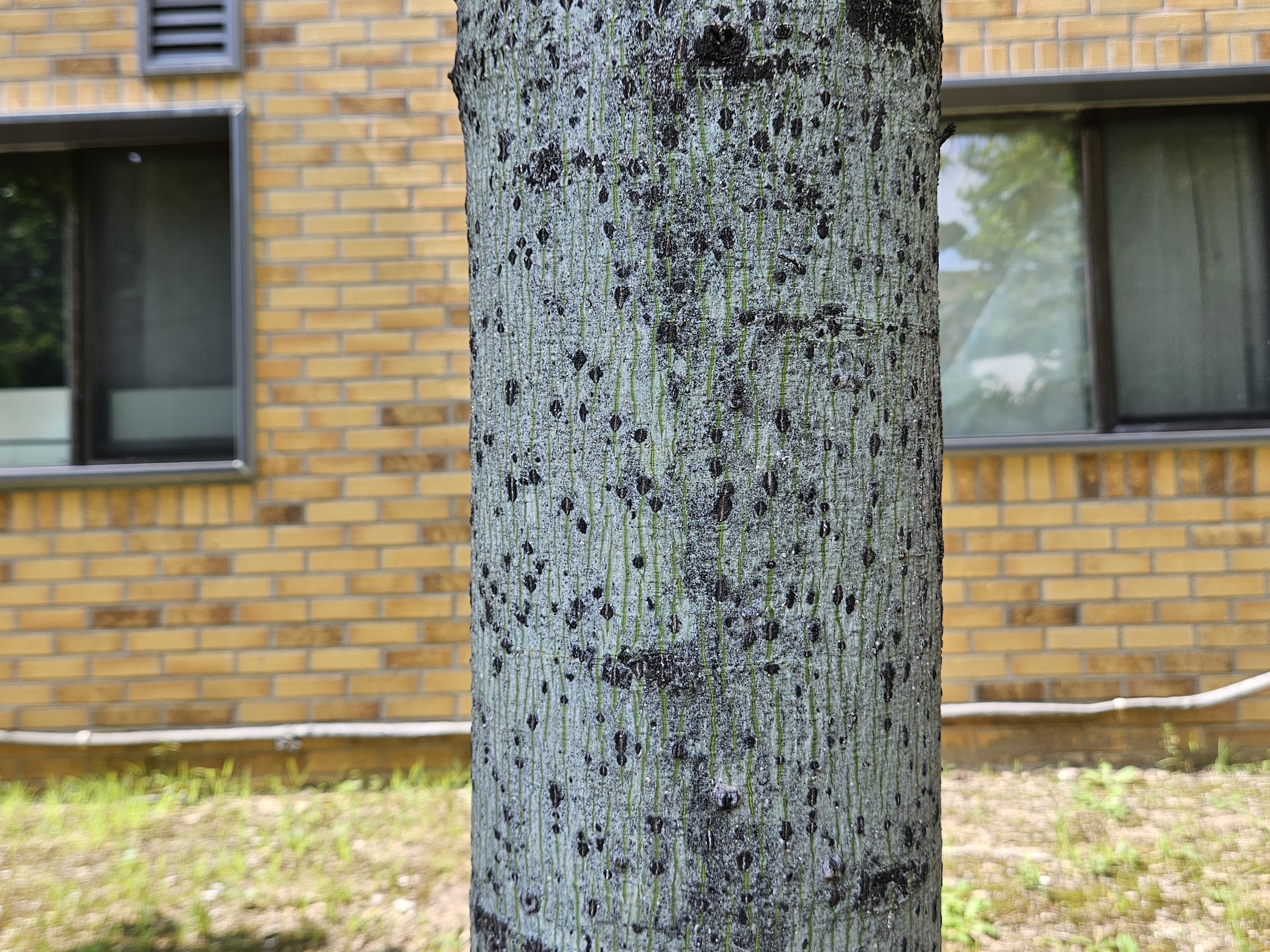 벽오동나무 수피1