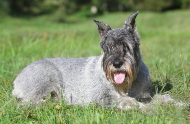 풀숲에 누워있는 스탠다드 슈나우저.