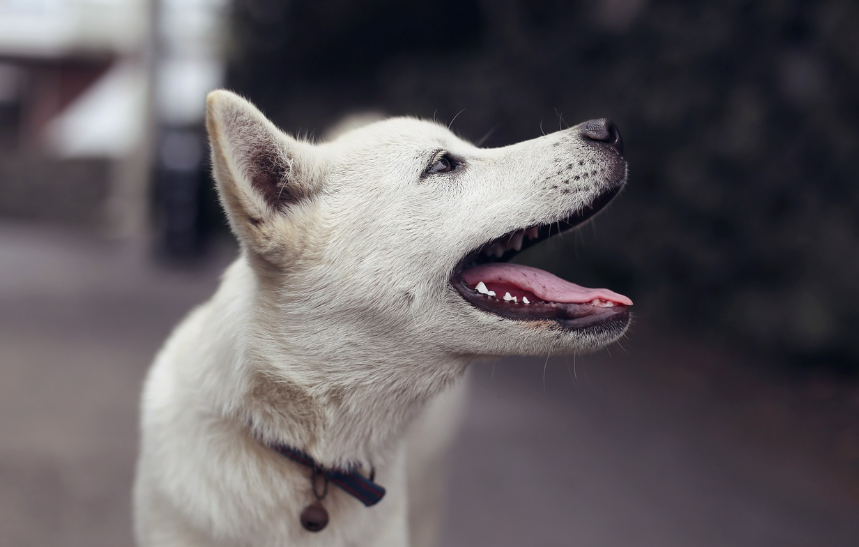 조선시대 상해일이란?