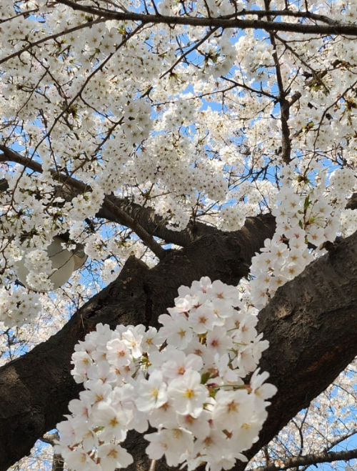 2024 여의도 벚꽃축제