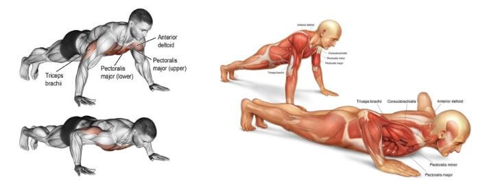 팔굽혀펴기 효과 근육부위 사진