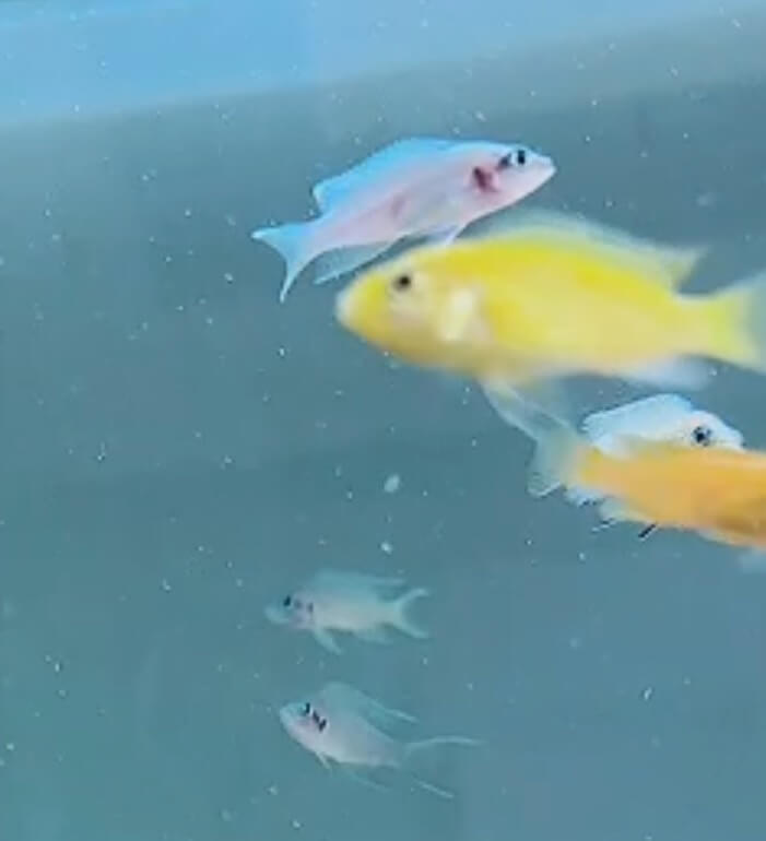 브리샤르디사진