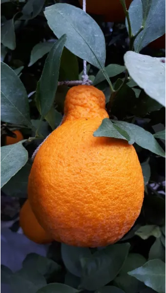 한라봉 재배 비가림 재배 가지 전정 당도 높이기_10