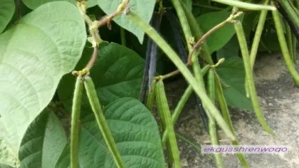 녹두 재배 직파 심기 병해 예방 수확 건조_6