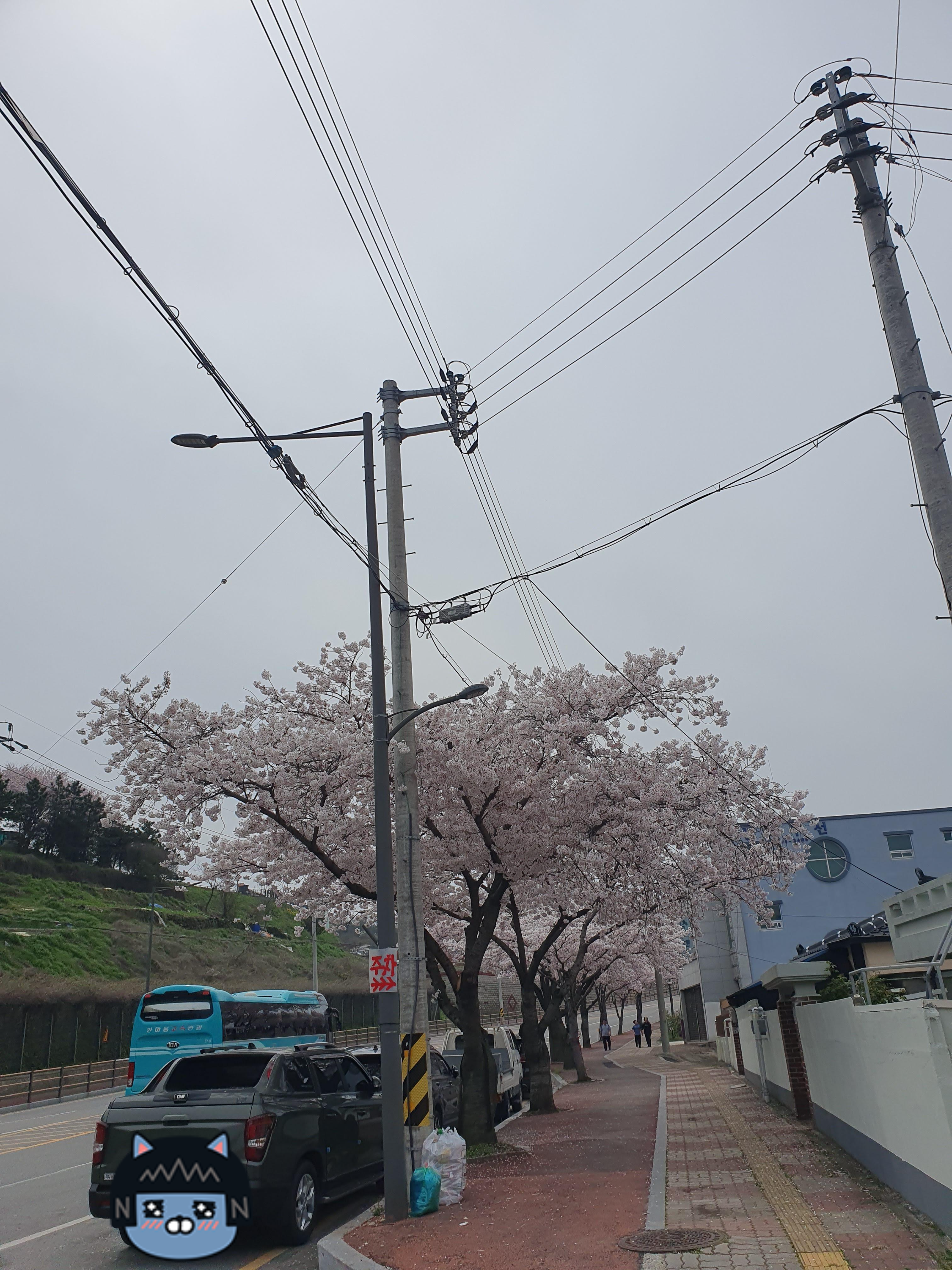 전남 벚꽃 이번주 개화