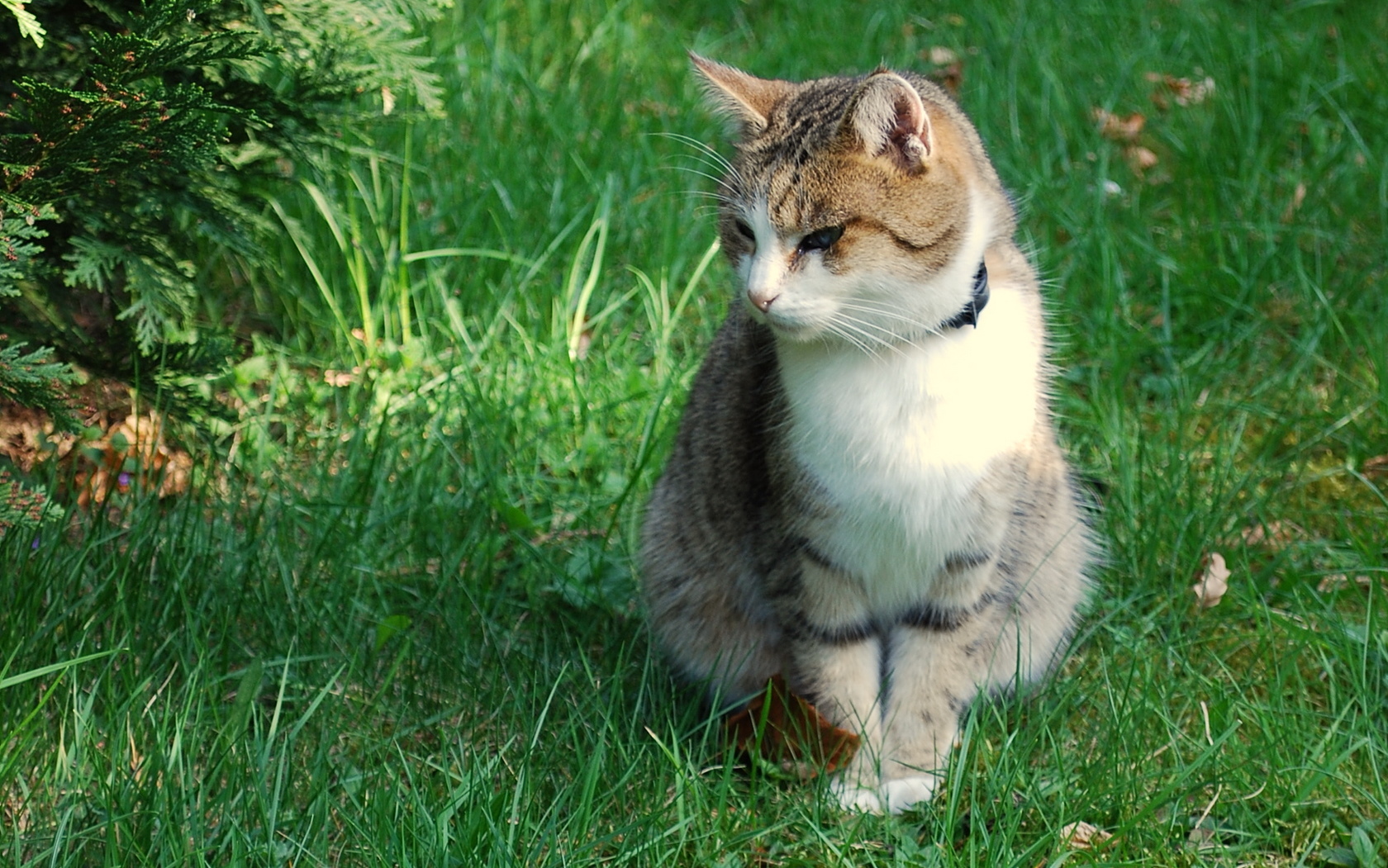 풀 숲에 있는 고양이
