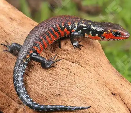 아프리카 파이어 스킨크 장폐색 주의, 바닥재 삼킴 사고를 막는 안전한 급여법