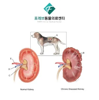 강아지 신부전에 좋은 음식 추천_5