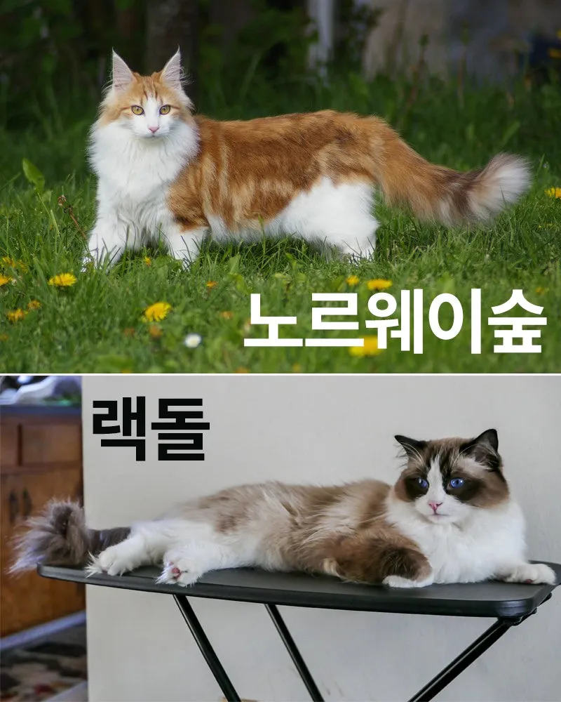 노르웨이숲 고양이 유전병 분양 털빠짐_6