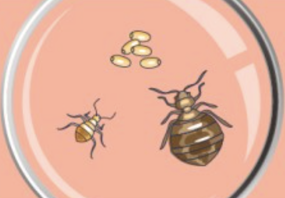 빈대 확인법 빈대 물린 자국 빈대 퇴치(+2024)