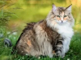 노르웨이숲 고양이 유전병 분양 털빠짐_7