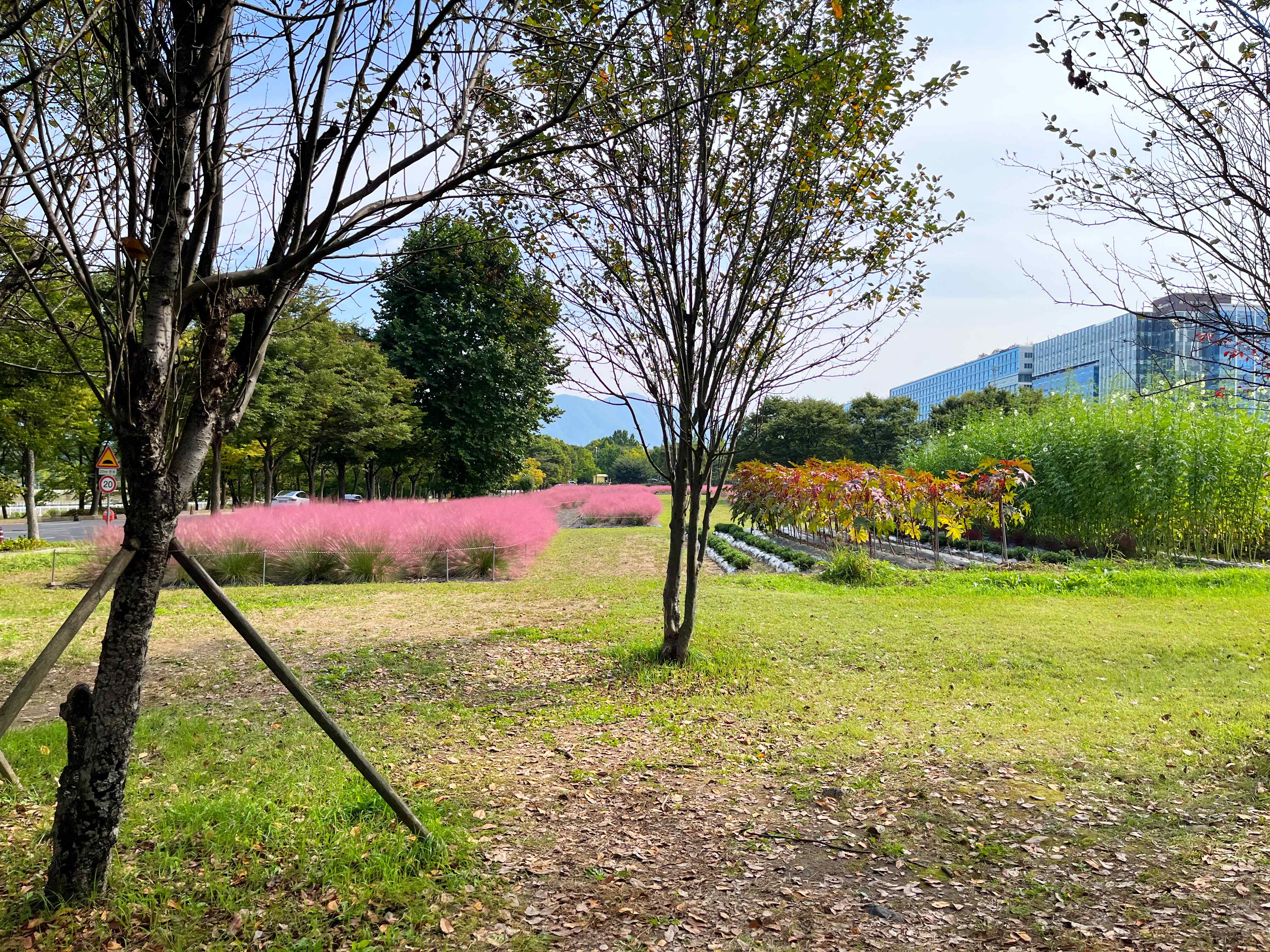 하남 미사경정공원 핑크뮬리