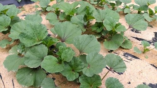 아욱재배-솎아주기-솎음수확