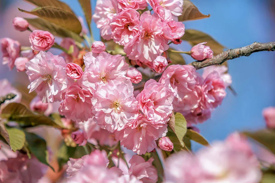 겹벚꽃 개화시기 숨겨진 명소_6