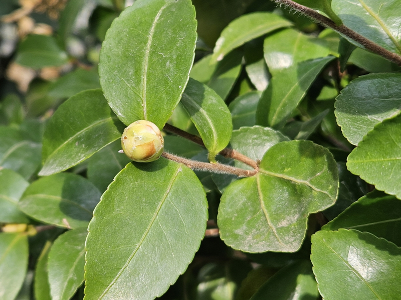 백동백나무 꽃2