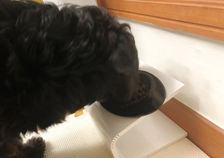 강아지사료 추천 ANF사료 더블미트 소고기 포 독