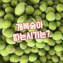 개복숭아-따는시기