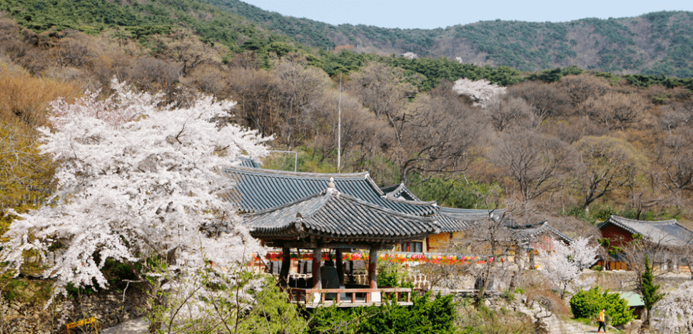 개심사 청벚꽃 개화시기
