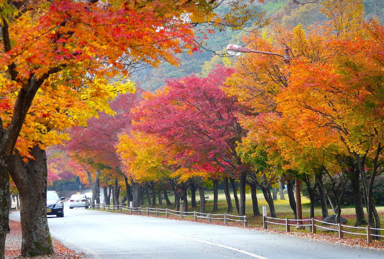 내장산 단풍여행