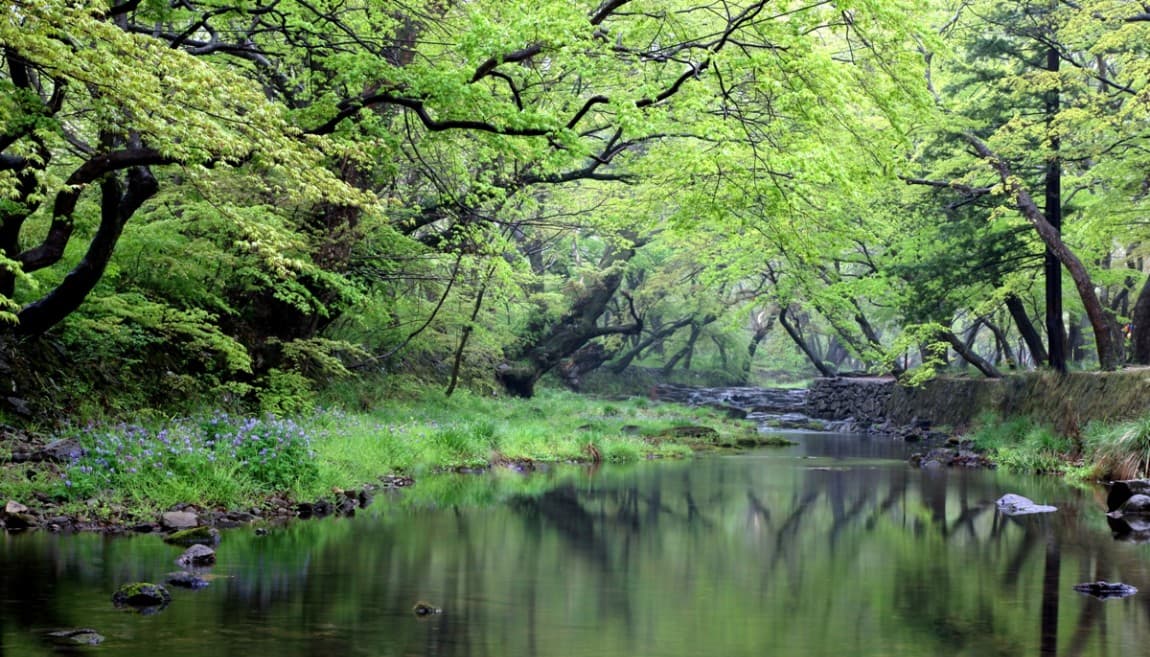 [4월 축제]사계절의 모습이 다 아름다운 고창 선운사❘동백꽃, 홍매화 사진 이벤트
