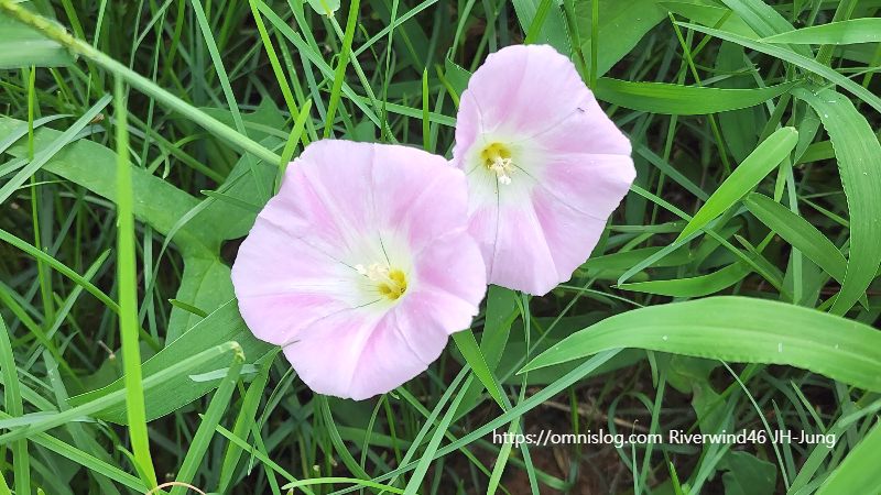 메꽃, 선화(旋花),Bindweed