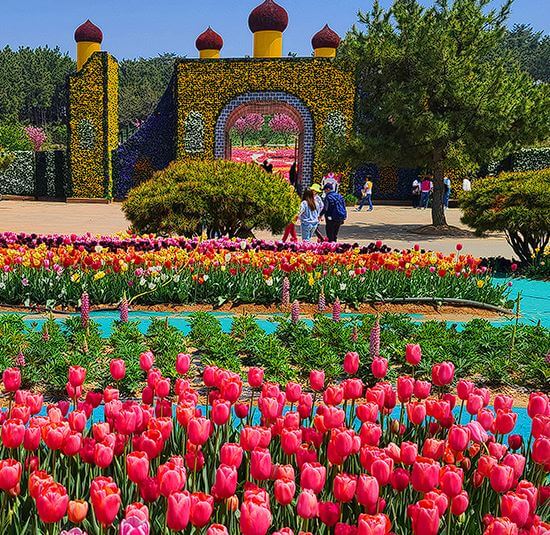 태안 튤립축제 기간&amp;#44; 입장료&amp;#44; 주차장