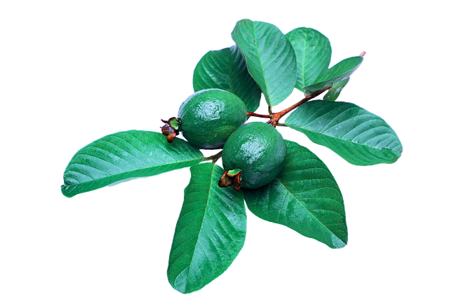 구아버 잎 관련 사진