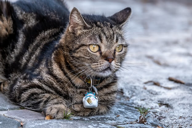 아메리칸 쇼트헤어 (The American Shorthair)