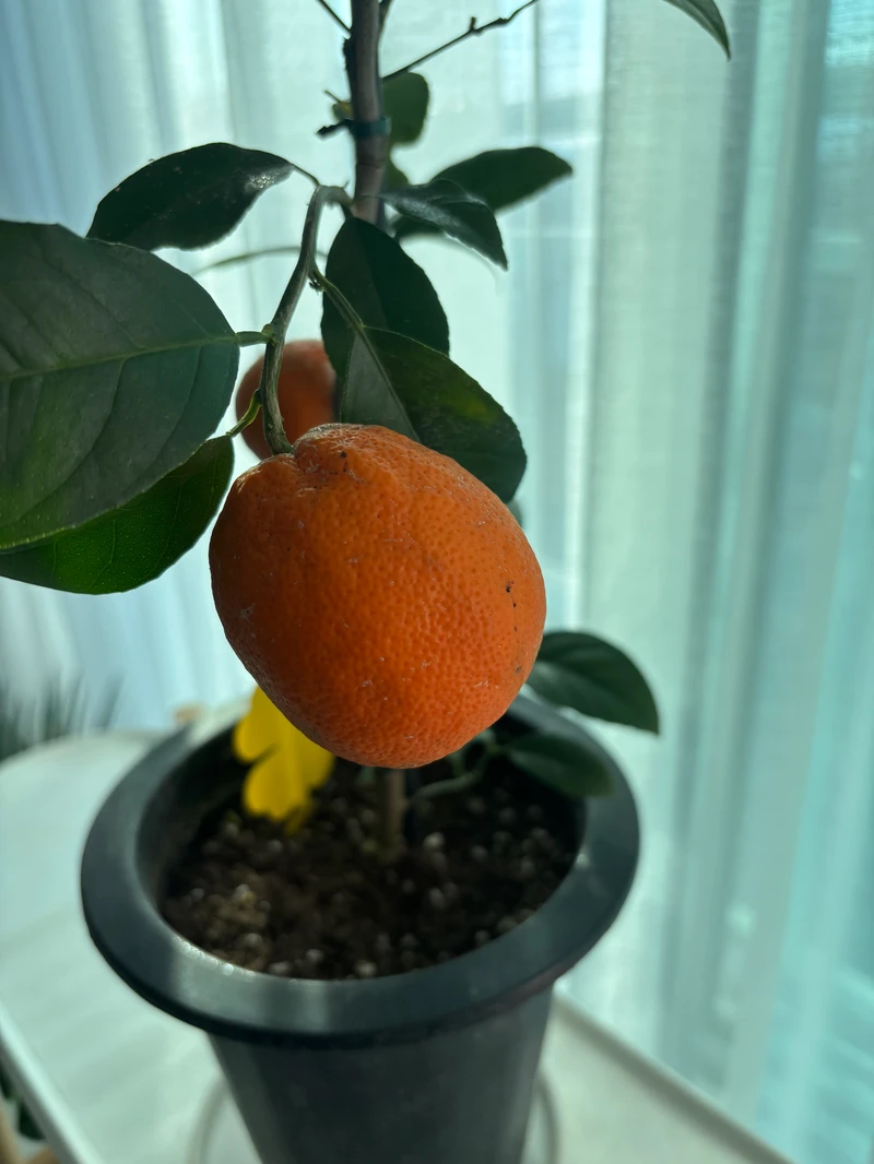 오렌지열매 달린 모습