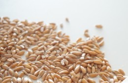 파로(Farro) 곡물