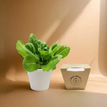 베란다 상자텃밭 상추 루꼴라 방울토마토 허브 모음 재배_4