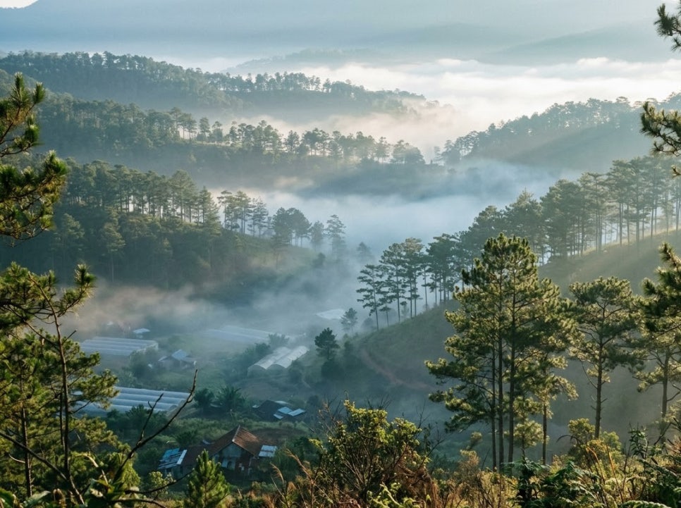 달랏 고원 안개 풍경