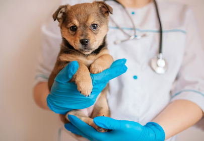 의사에게 안기는 개.